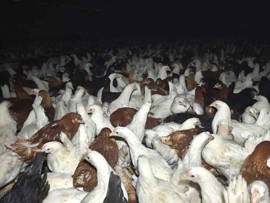 Młode kurki ogolnouzytkowe 3 tyg do jajka