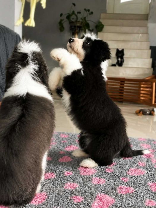 Szczenię rasy Bearded collie FCI