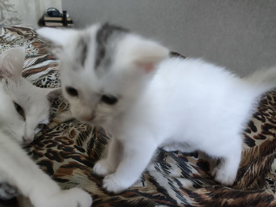 Віддам кошенят у добрі руки ))