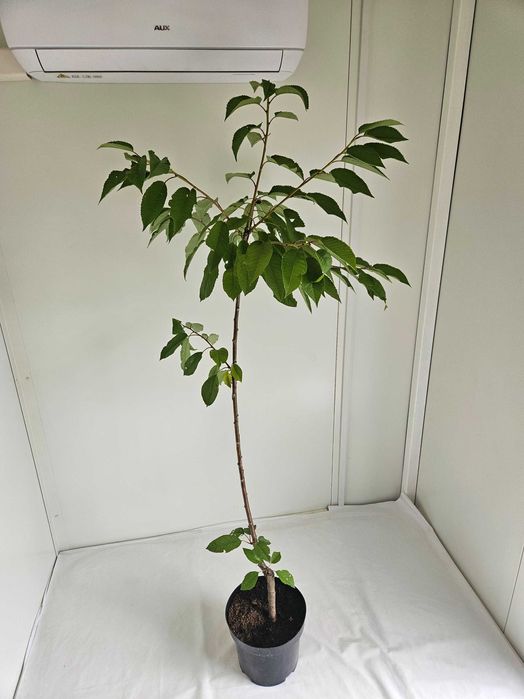 Czereśnia Repina 110cm drzewko owocowe C4 + nawóz gratis