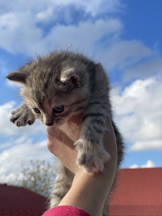 Котик в добрі руки