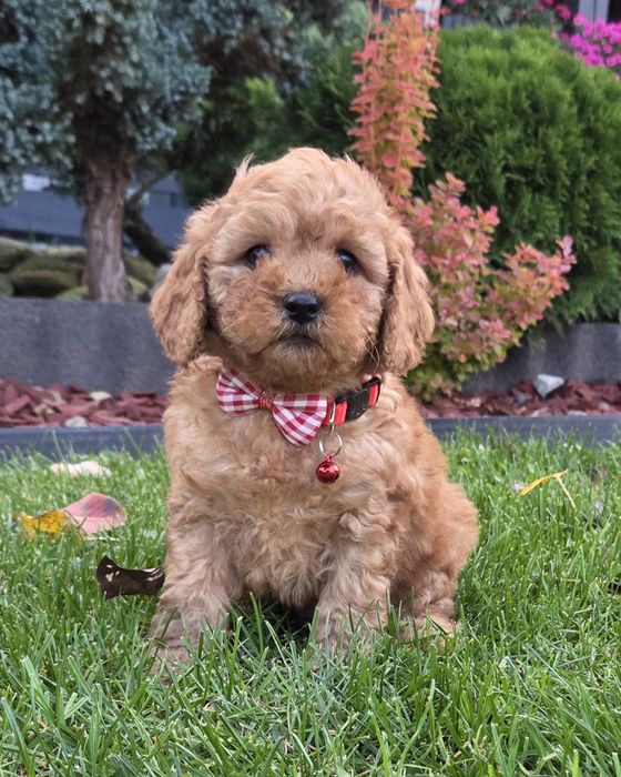 Cavapoo F1B Samczyk  hybryda ras