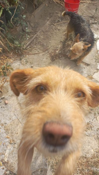 Cães meigos para doar