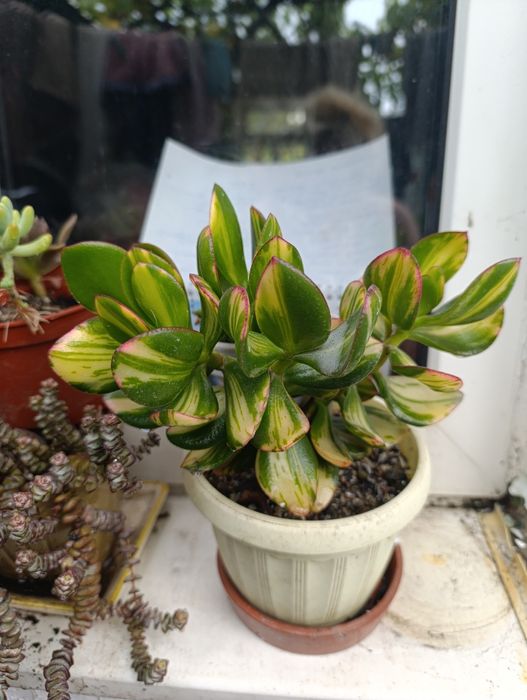 Крассулы, суккуленты