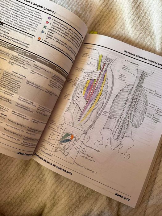 Anatomia Nettera do kolorowania