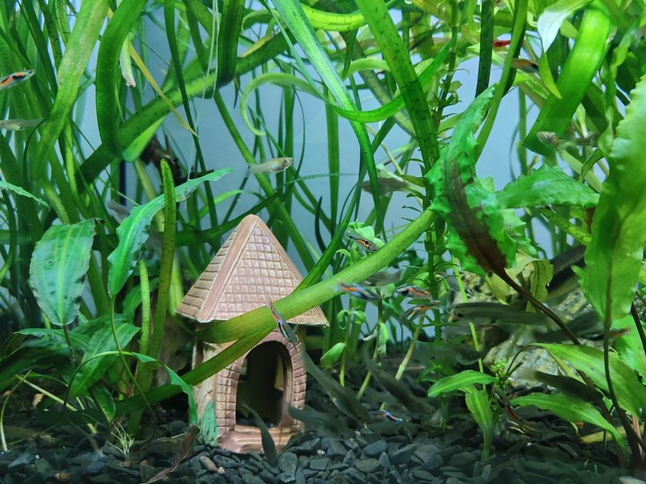 Продам акваріумних риб