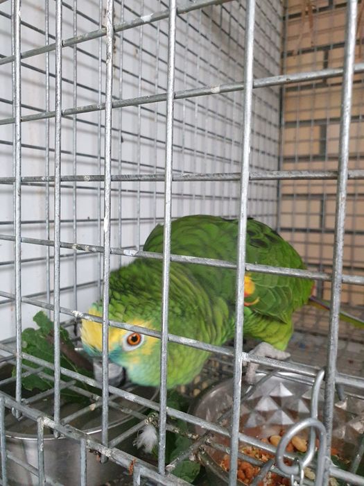 Papagaio Amazona aestiva macho