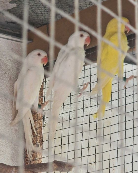 Ringnecks para cedência.