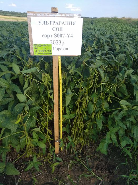 Продам насіння сої.