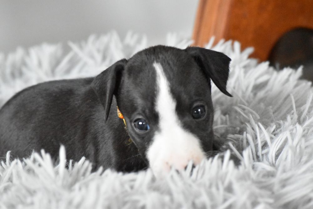 Chart angielski whippet suczka ZKwP FCI