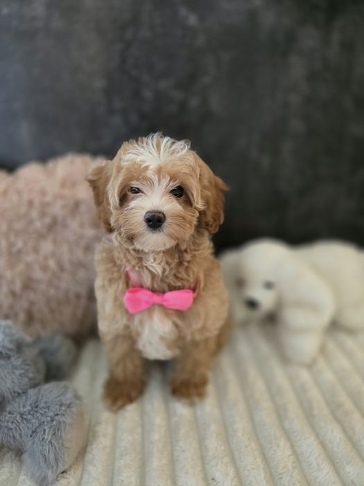 Maltipoo f1b sunia