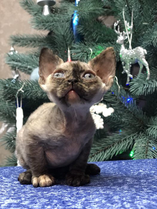 Кошенята Девон рекси