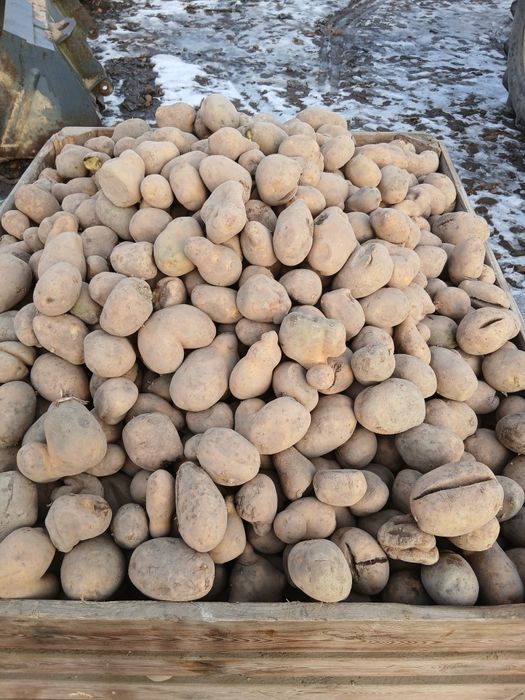 Ziemniaki odpadowe paszowe.