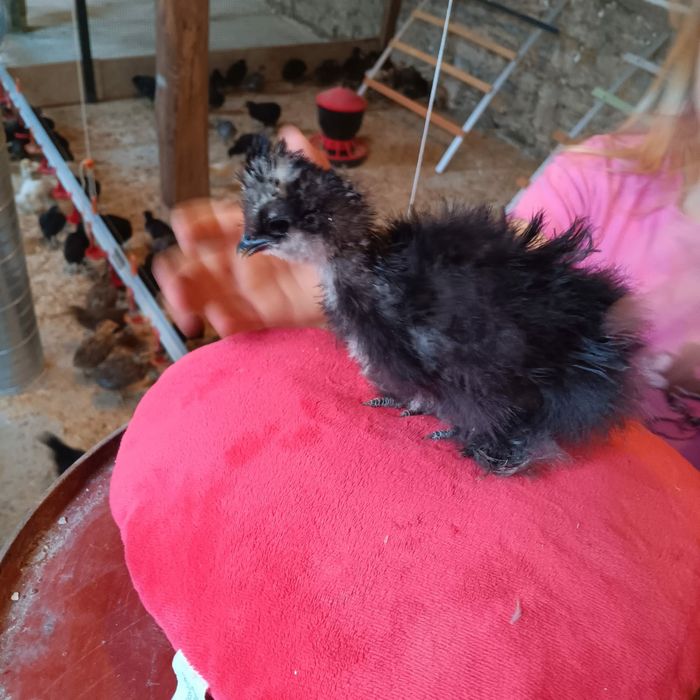 Silki naturalne ekologiczne kury silki jedwabiste USA silki