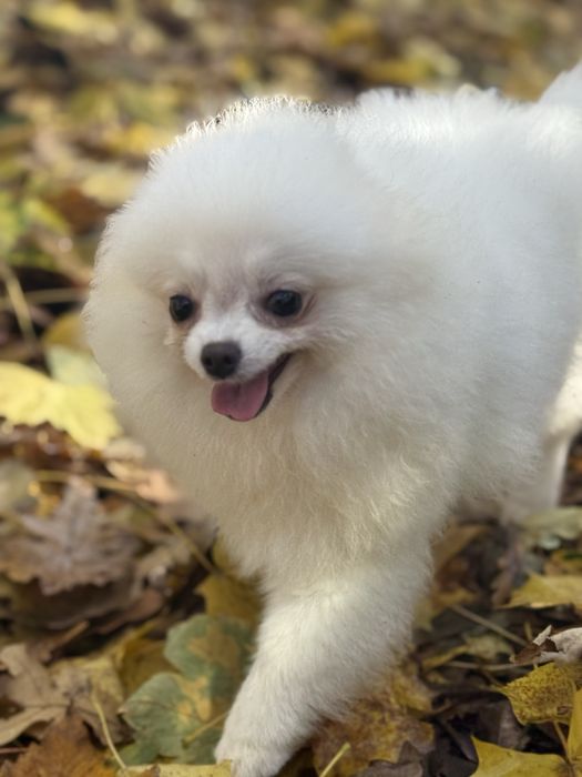 Померанський шпіц дівчинка міні