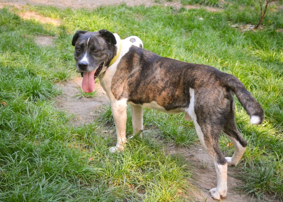 Cudowny Łatek w typie amstaffa czeka na dom