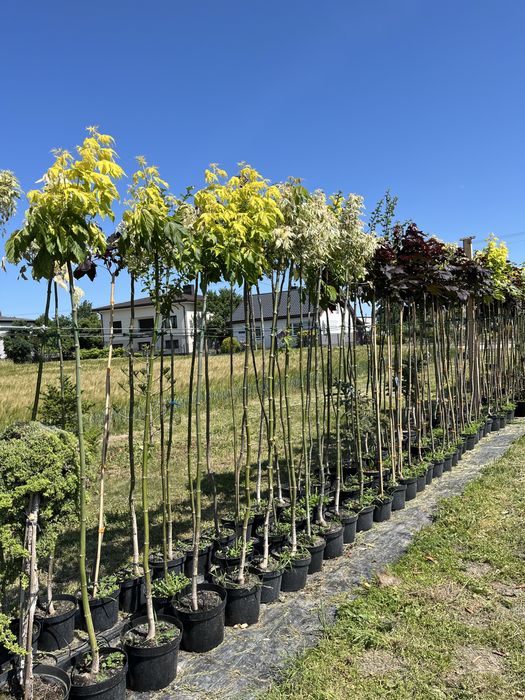 Drzewa, krzewy szczepione, bonzaje