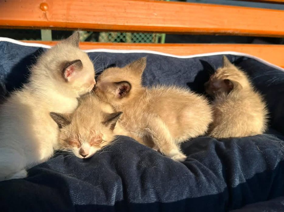 Сіамські кошенята віддам в добрі руки
