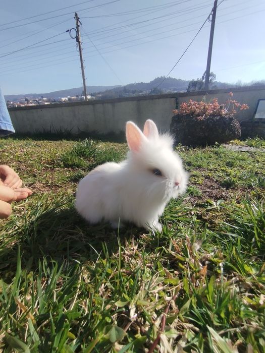 Coelhos de estimação