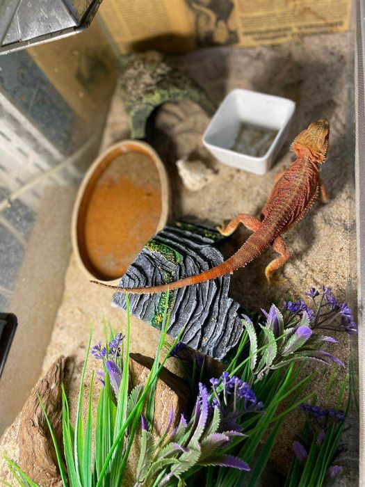 Декор в акваріум/тераріум