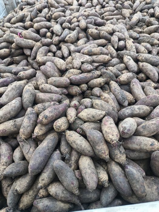 Buraczki odpadowe dla zwierząt