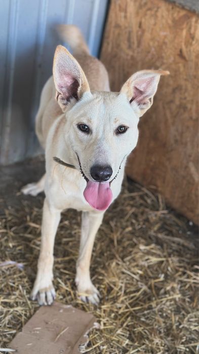 Собака, мальичк 1 год