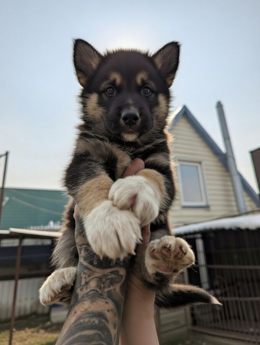 Акіта щеплені продам