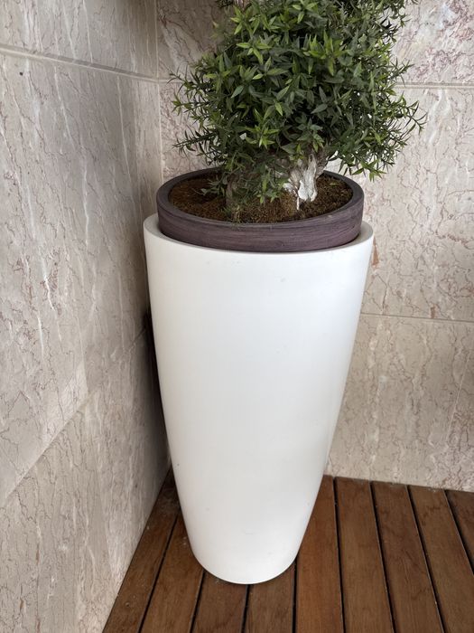 Bonsai com vaso
