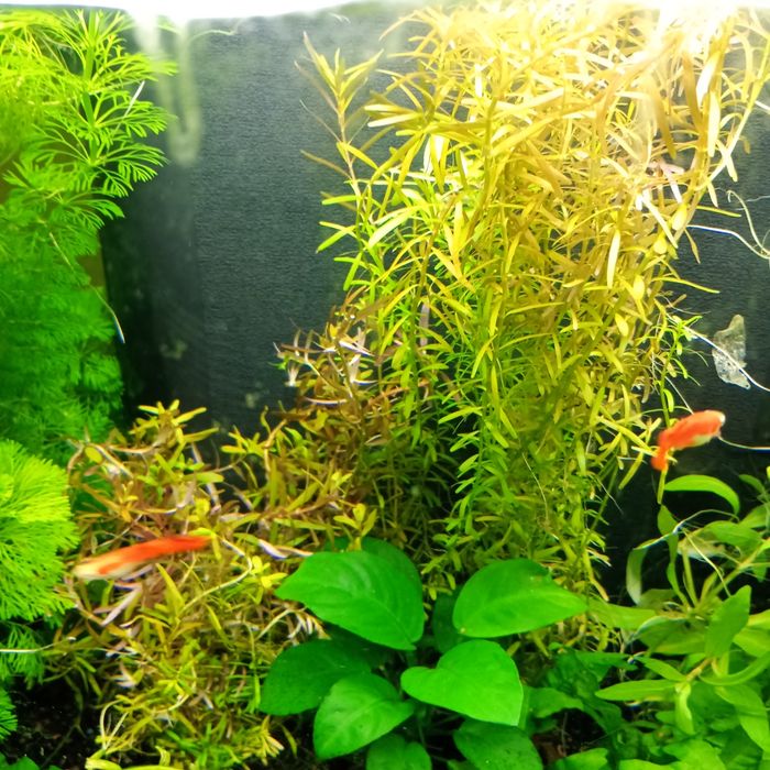 Planta Rotala Hra