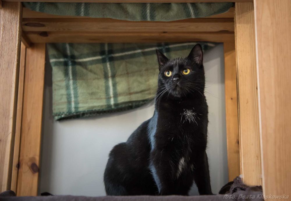 BOLERO - czarna koteczka szuka domu