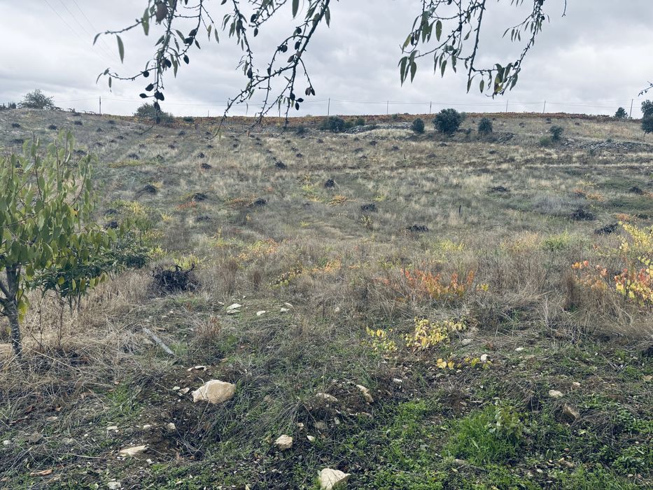 Terreno rústico castedo do douro