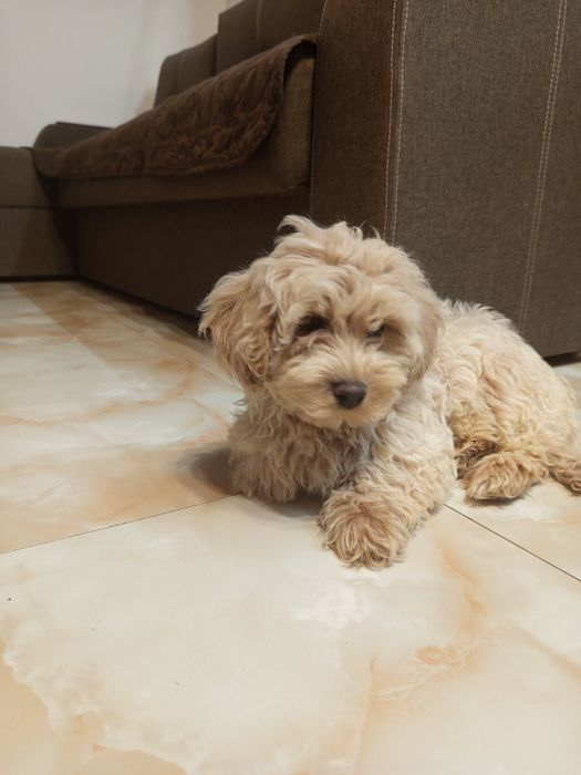 Мальтіпу хлопчик дуже гарної якості