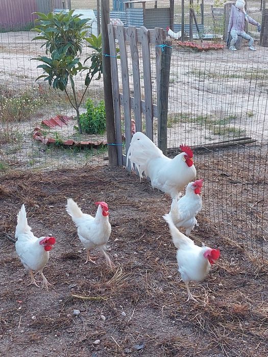 Pintos Leghorn Branca