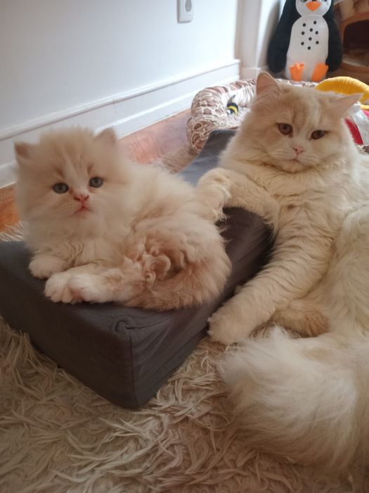 Gato bege com branco