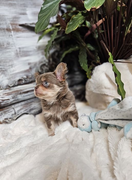 Chihuahua Zarezerwowany