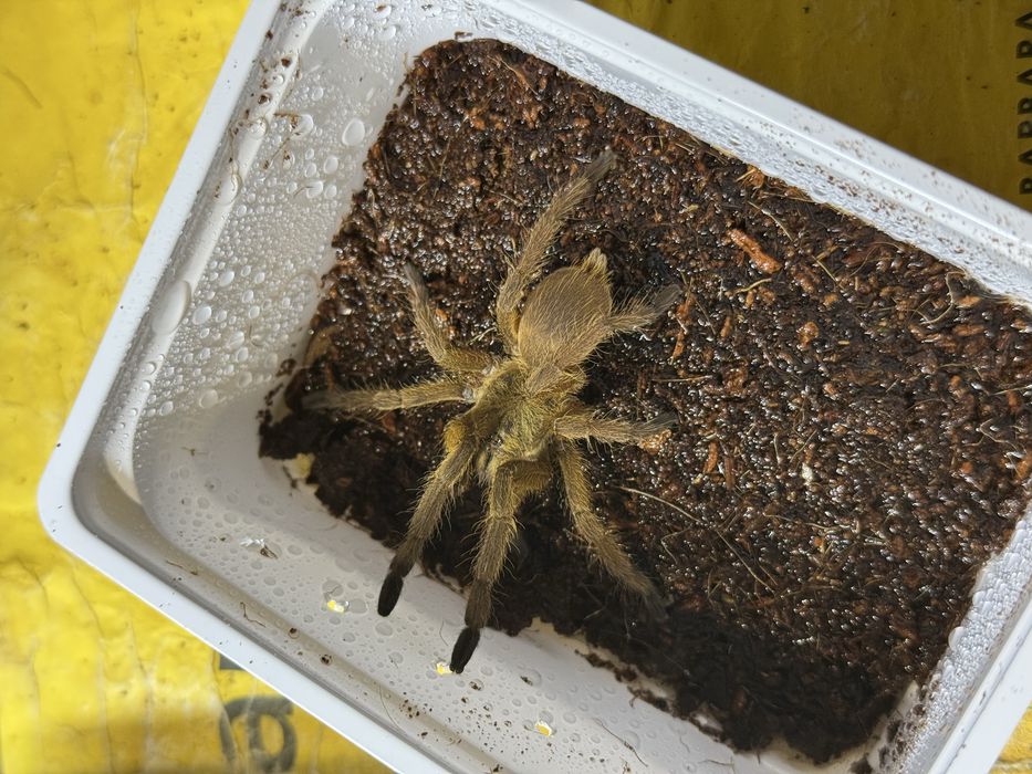 Chilobrachys sp. "Kaeng Krachan" SAMICE podrostki