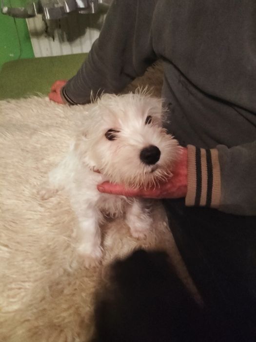 Sznaucer miniaturowy biała suczka