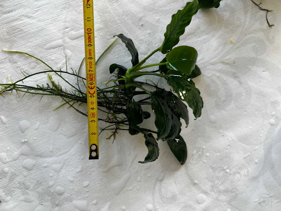 Anubias - Plantas agua doce - Perguntar valor do tamanho desejado.