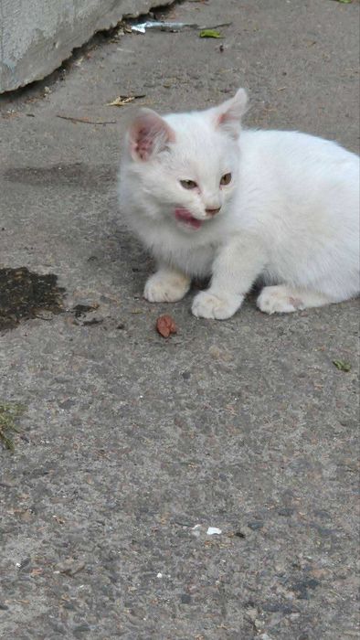 Отдам белого котенка, мальчик, 2,5 месяца