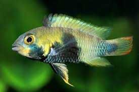 Apistogramma panduro