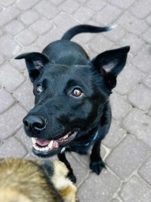 Wspanialy Mentos gotowy do adopcji