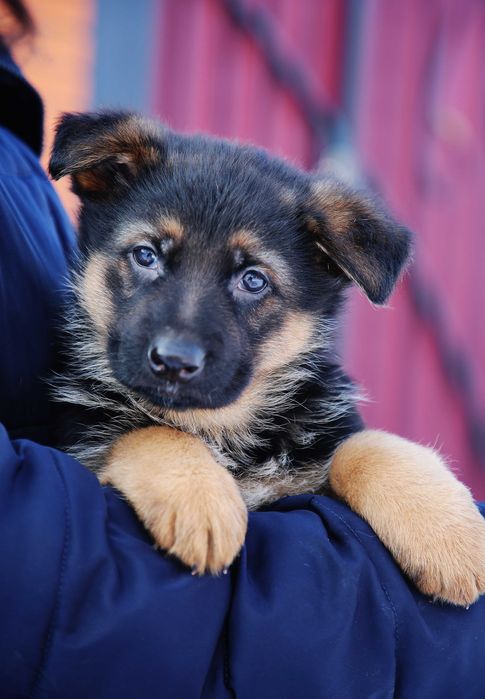 Кобель з документами для в'язки!!!