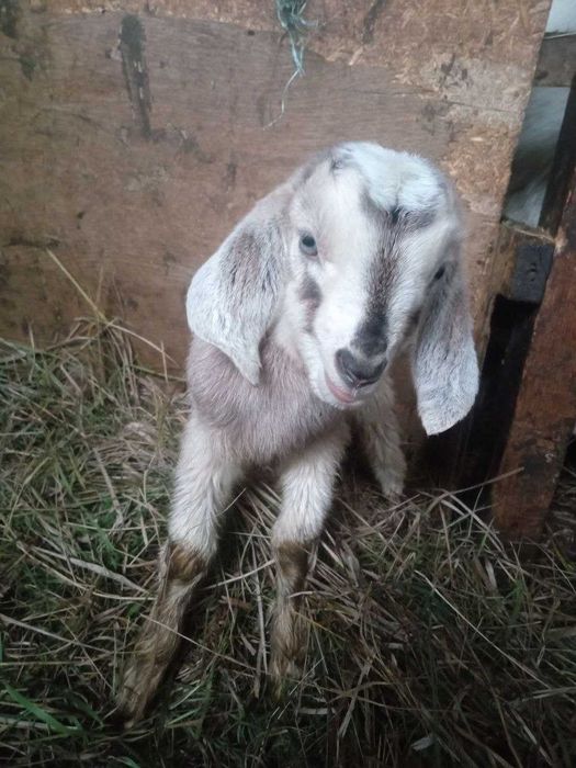 Нубійська козочка