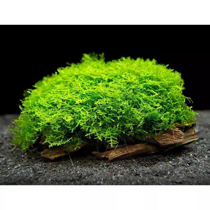 Musgo Riccardia Chamedryfolia 1-2-Grow