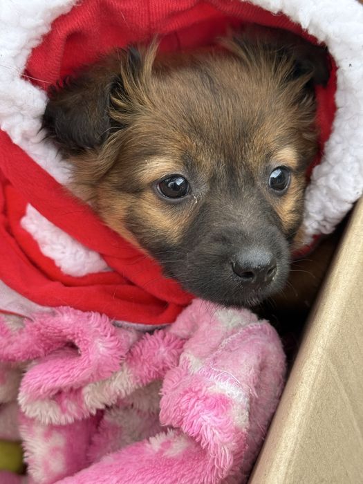 Цуценя дівчинка  безкощтовно