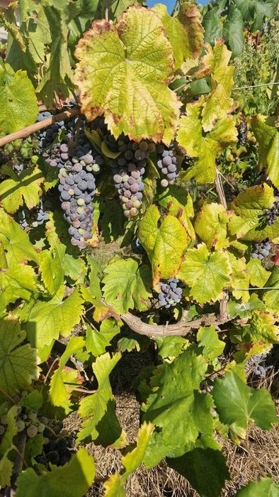Venda de uvas, espadeiras