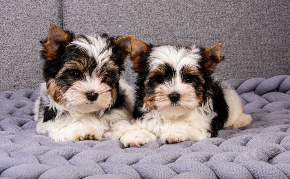 Бівер Йоркширські Тер'єрчики -хлопчик і дівчинка