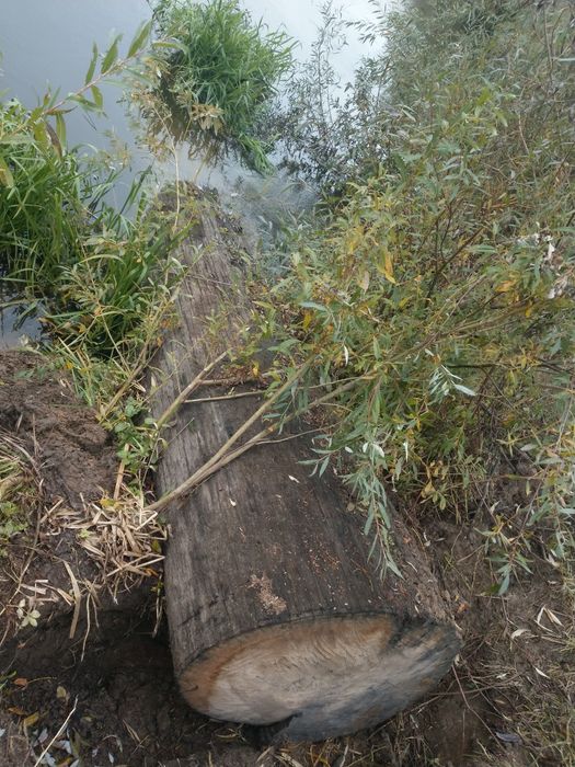 Продам  Морений дуб