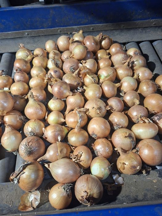 Cebula worek 5.10.15kg