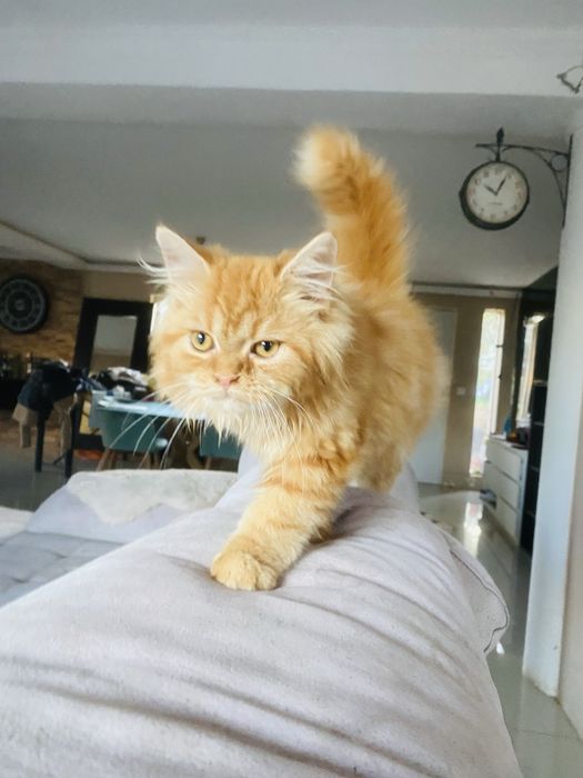 Gatinho amarelo macho e gatinha femea